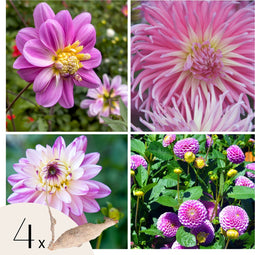 Plant in a Box - Dahliaknollen - 4 stuks - Dahlia 'Pink Love' - Knolgewas