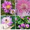 Plant in a Box - Dahliaknollen - 4 stuks - Dahlia 'Pink Love' - Knolgewas
