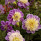 Plant in a Box - Dahliaknollen - 4 stuks - Dahlia 'Pink Love' - Knolgewas