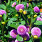 Plant in a Box - Dahliaknollen - 4 stuks - Dahlia 'Pink Love' - Knolgewas