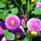 Plant in a Box - Dahliaknollen - 4 stuks - Dahlia 'Pink Love' - Knolgewas