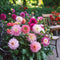 Plant in a Box - Dahliaknollen - 4 stuks - Dahlia 'Pink Love' - Knolgewas