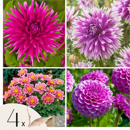 Plant in a Box - Dahliaknollen - 4 stuks - Dahlia 'Purple Love' - Knolgewas