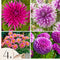 Plant in a Box - Dahliaknollen - 4 stuks - Dahlia 'Purple Love' - Knolgewas