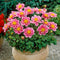 Plant in a Box - Dahliaknollen - 4 stuks - Dahlia 'Purple Love' - Knolgewas