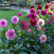 Plant in a Box - Dahliaknollen - 4 stuks - Dahlia 'Purple Love' - Knolgewas