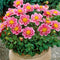 Plant in a Box - Dahliaknollen - 4 stuks - Dahlia 'Purple Love' - Knolgewas