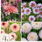 Plant in a Box - Dahliaknollen - 4 stuks - Dahlia 'Salmon Love' - Knolgewas