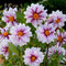 Plant in a Box - Dahliaknollen - 4 stuks - Dahlia 'Salmon Love' - Knolgewas