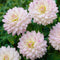 Plant in a Box - Dahliaknollen - 4 stuks - Dahlia 'Salmon Love' - Knolgewas