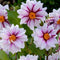 Plant in a Box - Dahliaknollen - 4 stuks - Dahlia 'Salmon Love' - Knolgewas