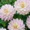 Plant in a Box - Dahliaknollen - 4 stuks - Dahlia 'Salmon Love' - Knolgewas