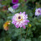 Plant in a Box - Dahliaknollen - 4 stuks - Dahlia 'Salmon Love' - Knolgewas