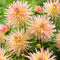 Plant in a Box - Dahliaknollen - 4 stuks - Dahlia 'Salmon Love' - Knolgewas