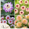 Plant in a Box - Dahliaknollen - 4 stuks - Dahlia 'Salmon Love' - Knolgewas