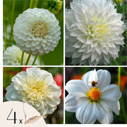 Plant in a Box - Dahliaknollen - 4 stuks - Dahlia 'White Love' - Knolgewas