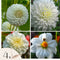 Plant in a Box - Dahliaknollen - 4 stuks - Dahlia 'White Love' - Knolgewas