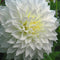 Plant in a Box - Dahliaknollen - 4 stuks - Dahlia 'White Love' - Knolgewas