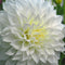 Plant in a Box - Dahliaknollen - 4 stuks - Dahlia 'White Love' - Knolgewas