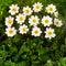 Plant in a Box - Dahliaknollen - 4 stuks - Dahlia 'White Love' - Knolgewas