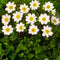 Plant in a Box - Dahliaknollen - 4 stuks - Dahlia 'White Love' - Knolgewas