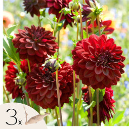 Plant in a Box - Dahliaknollen - Set van 3 - Dahlia 'Arabian Night' - Rood