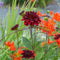 Plant in a Box - Dahliaknollen - Set van 3 - Dahlia 'Arabian Night' - Rood