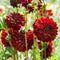Plant in a Box - Dahliaknollen - Set van 3 - Dahlia 'Arabian Night' - Rood