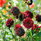 Plant in a Box - Dahliaknollen - Set van 3 - Dahlia 'Arabian Night' - Rood