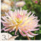 Plant in a Box - Dahliaknollen - Set van 3 - Dahlia 'Cabanna Banana' - Geel