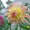 Plant in a Box - Dahliaknollen - Set van 3 - Dahlia 'Cabanna Banana' - Geel