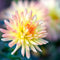 Plant in a Box - Dahliaknollen - Set van 3 - Dahlia 'Cabanna Banana' - Geel