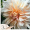 Plant in a Box - Dahliaknollen - Set van 3 - Dahlia 'Cafe au Lait'