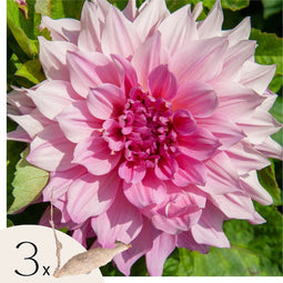 Plant in a Box - Dahliaknollen - Set van 3 - Dahlia 'Café au lait Royal' - Roze