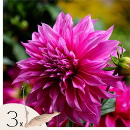 Plant in a Box - Dahliaknollen - Set van 3 - Dahlia 'Café au lait Rosé' - Roze
