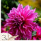 Plant in a Box - Dahliaknollen - Set van 3 - Dahlia 'Café au lait Rosé' - Roze