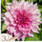 Plant in a Box - Dahliaknollen - Set van 3 - Dahlia 'Café au lait Royal' - Roze