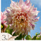 Plant in a Box - Dahliaknollen - Set van 3 - Dahlia 'Café au lait Twist' - Roze