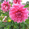 Plant in a Box - Dahliaknollen - Set van 3 - Dahlia 'Café au lait Rosé' - Roze