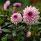Plant in a Box - Dahliaknollen - Set van 3 - Dahlia 'Café au lait Royal' - Roze