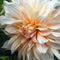 Plant in a Box - Dahliaknollen - Set van 3 - Dahlia 'Cafe au Lait'