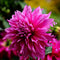 Plant in a Box - Dahliaknollen - Set van 3 - Dahlia 'Café au lait Rosé' - Roze