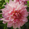 Plant in a Box - Dahliaknollen - Set van 3 - Dahlia 'Café au lait Royal' - Roze
