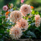 Plant in a Box - Dahliaknollen - Set van 3 - Dahlia 'Cafe au Lait'