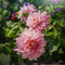 Plant in a Box - Dahliaknollen - Set van 3 - Dahlia 'Café au lait Royal' - Roze