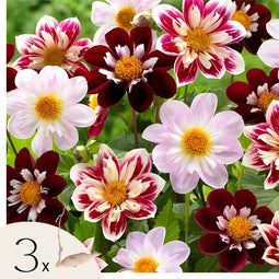 Plant in a Box - Dahliaknollen - Set van 3 - Dahlia 'Favorite ballet'