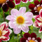 Plant in a Box - Dahliaknollen - Set van 3 - Dahlia 'Favorite ballet'