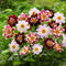 Plant in a Box - Dahliaknollen - Set van 3 - Dahlia 'Favorite ballet'
