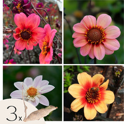 Plant in a Box - Dahliaknollen - Set van 3 - Dahlia 'Happy Single Mix'