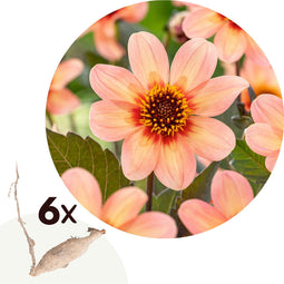 Plant in a Box - Dahliaknollen - Set van 3 - Dahlia 'Happy Single' - Oranje